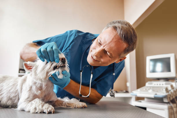 Best Emergency Gum Treatment in Christopher, IL